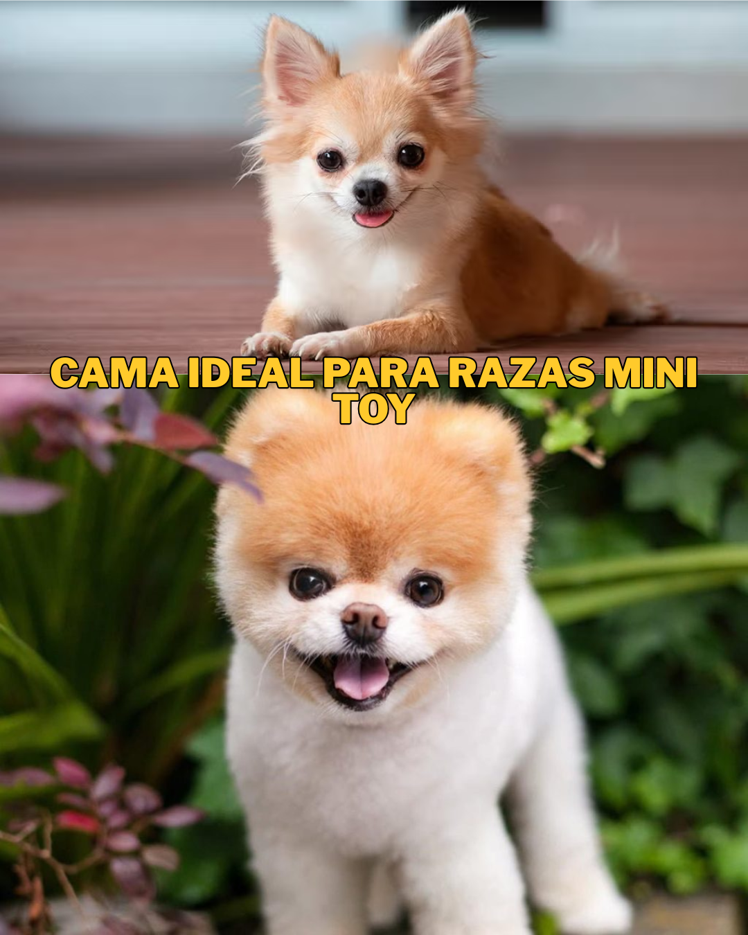 PAQ. 10 CAMAS MINI PARA MASCOTA