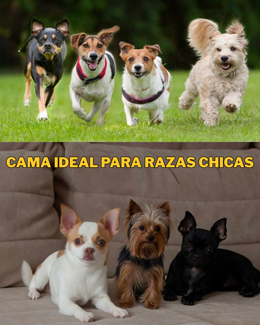 PAQ. 10 CAMAS CHICAS PARA MASCOTA