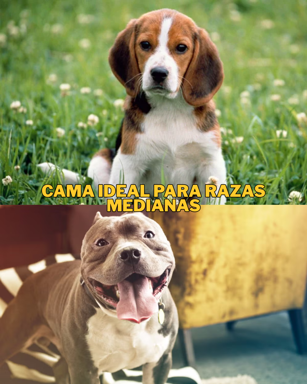 PAQ. 10 CAMAS MEDIANAS PARA MASCOTA