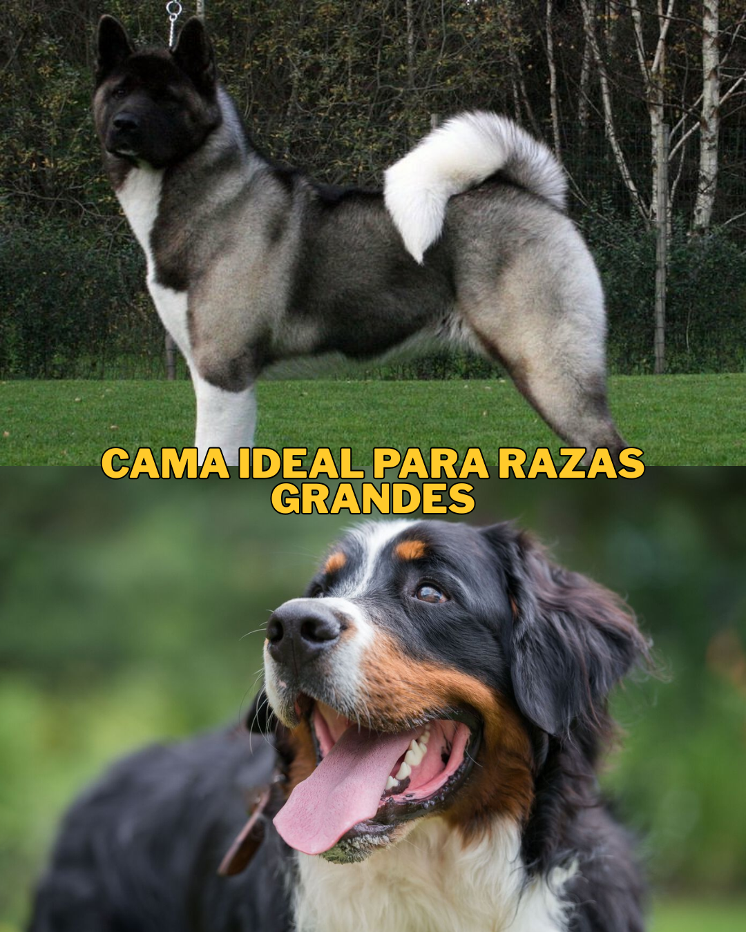 PAQ. 10 CAMAS GRANDES DE MASCOTA